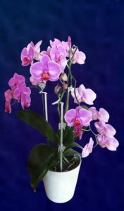 orchid-593390_960_720