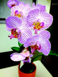 orchid-754188_960_720