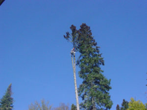 man-cutting-tree