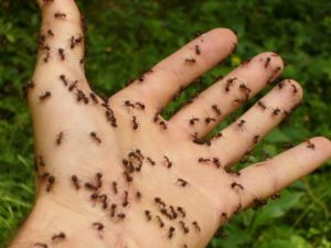 ants-4239_960_720