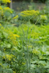 dill-1511355_960_720