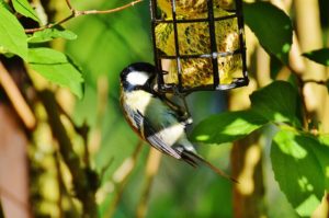 tit-772890_960_720