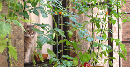 Vypěstujte si vlastní rajčata na balkóně