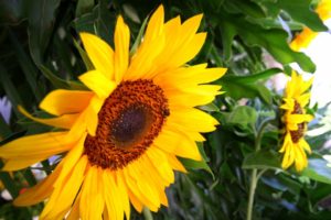 sunflower-651389_960_720