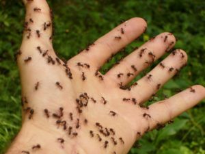 Jak se zbavit otravných mravenců v domě