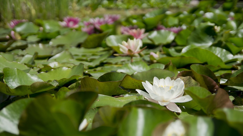 water-lily-175962_960_720