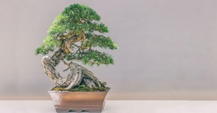 Krása orientu - bonsaje