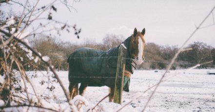 Jak se starat o koně, který žije přes zimu venku?