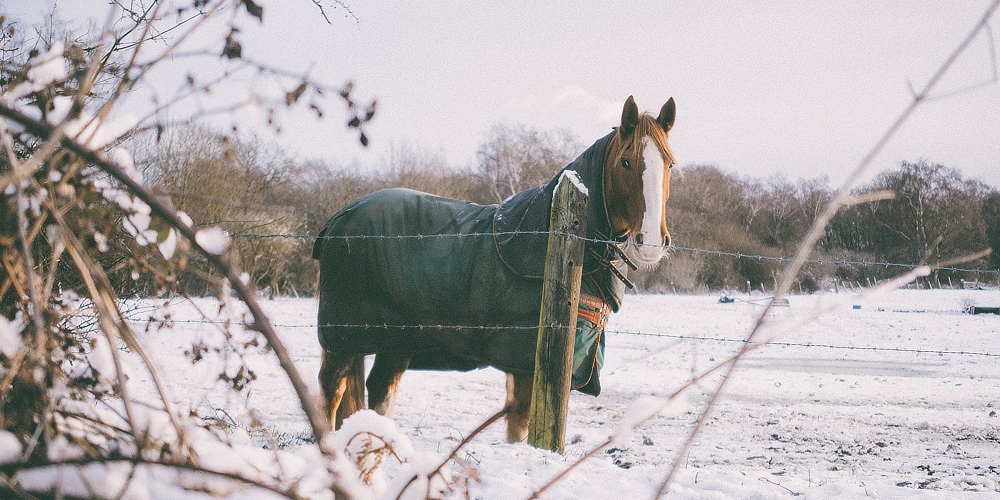 Jak se starat o koně, který žije přes zimu venku?