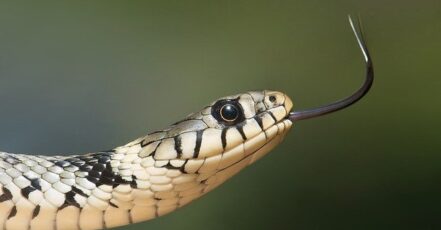 Hadi jako skromní společníci vhodní i pro alergiky
