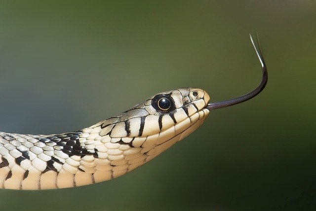 Hadi jako skromní společníci vhodní i pro alergiky